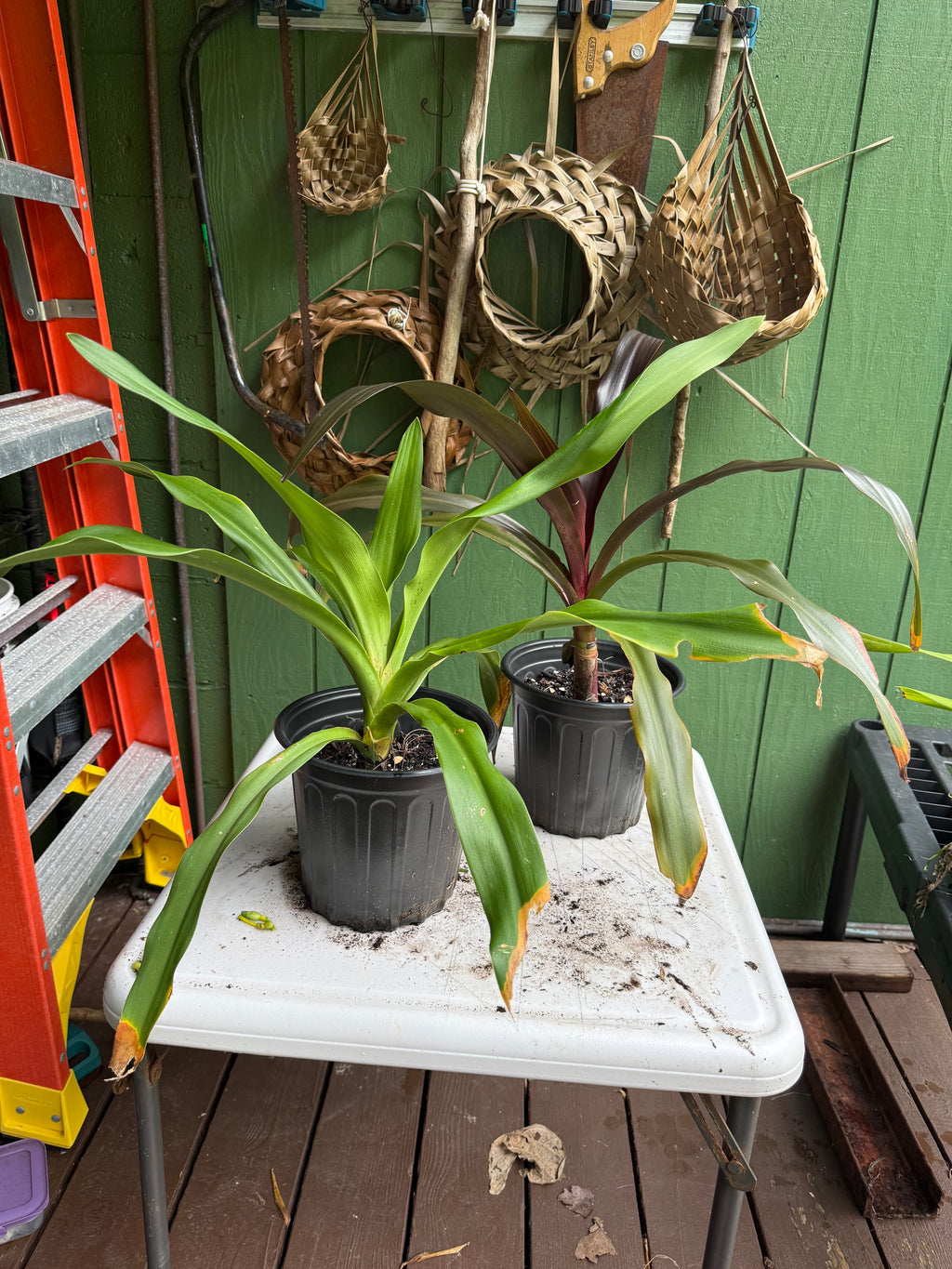 Spider Lily