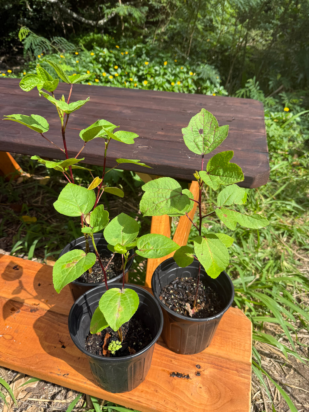 Jamaican Hibiscus