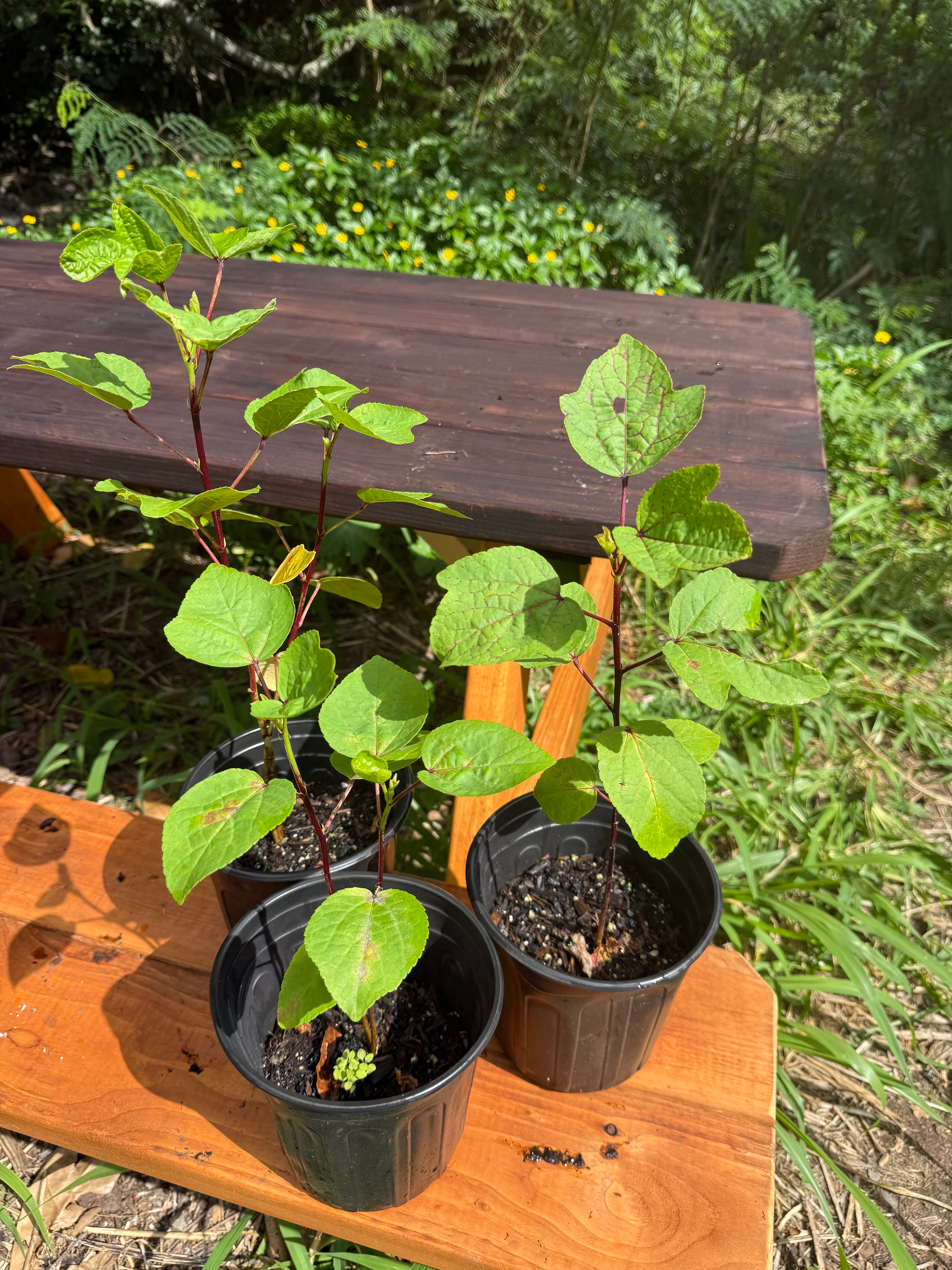 Jamaican Hibiscus