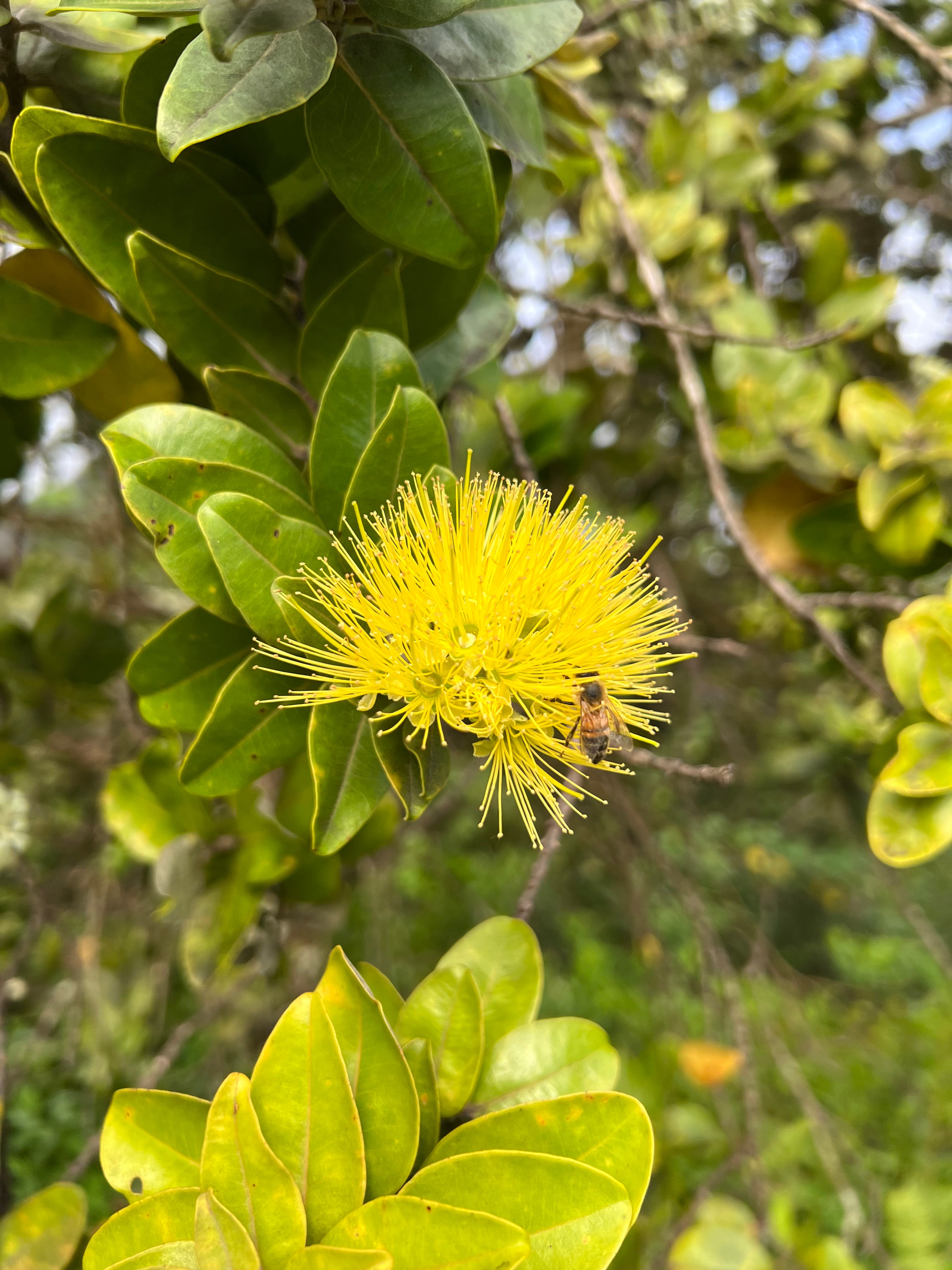 'Ohi'a Lehua