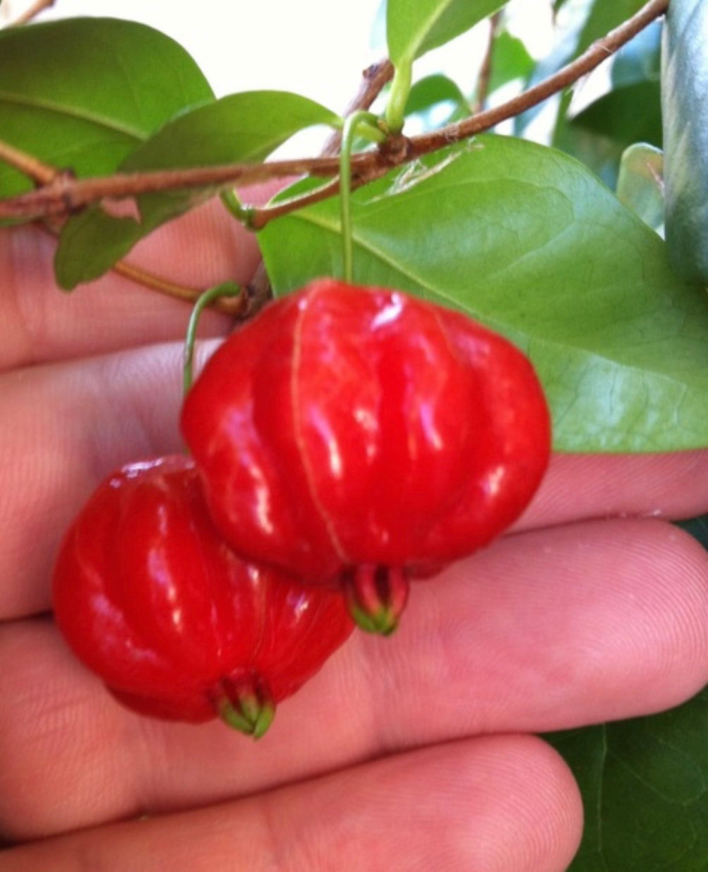 Surinam cherry