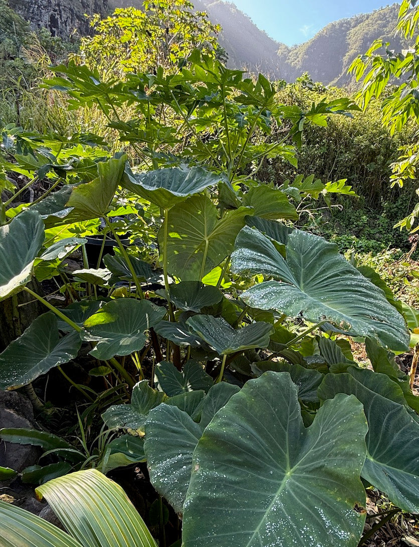 Kalo - Kāī Uliuli