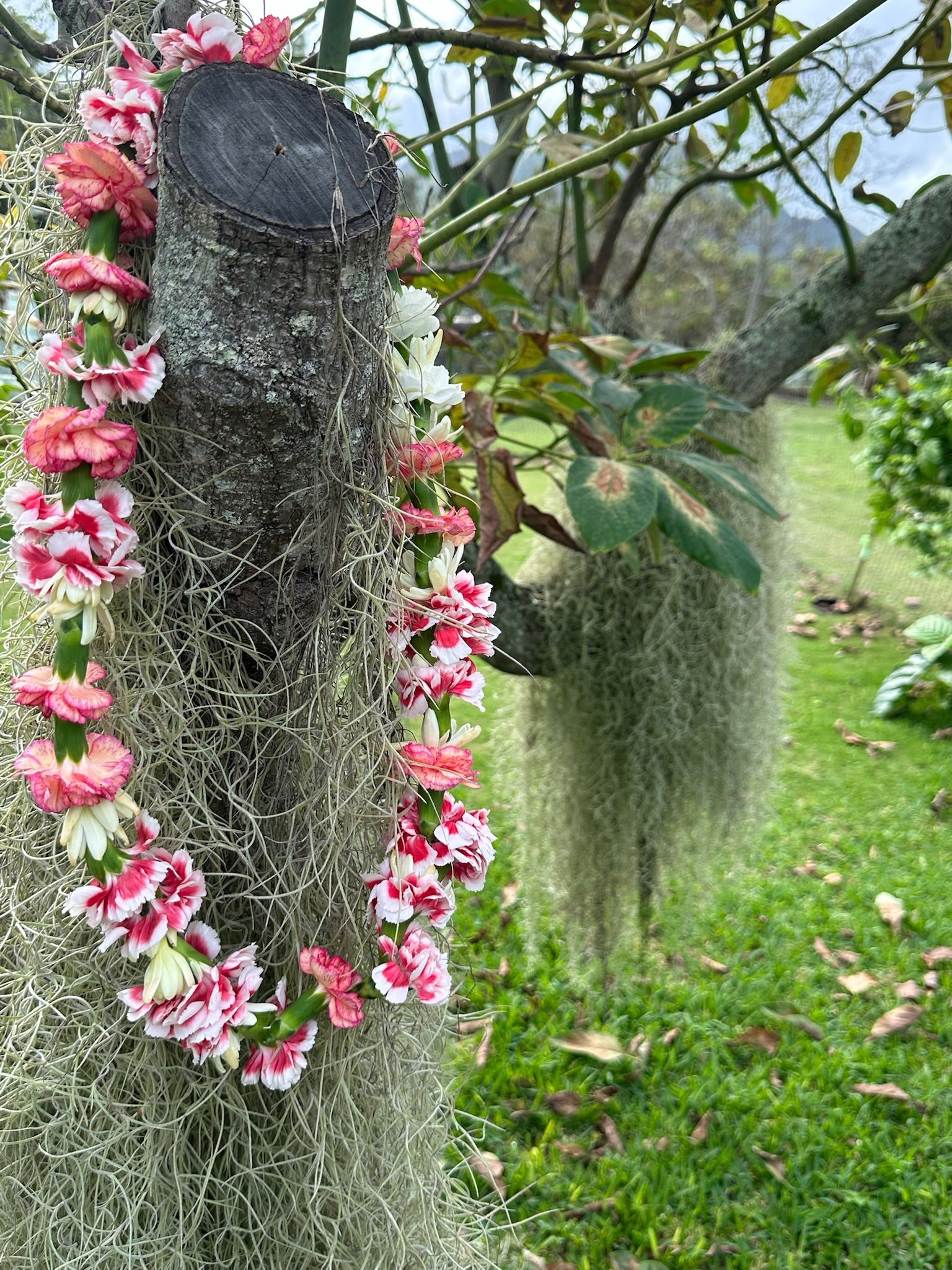 Lei Ponimōʻī  [Carnation]