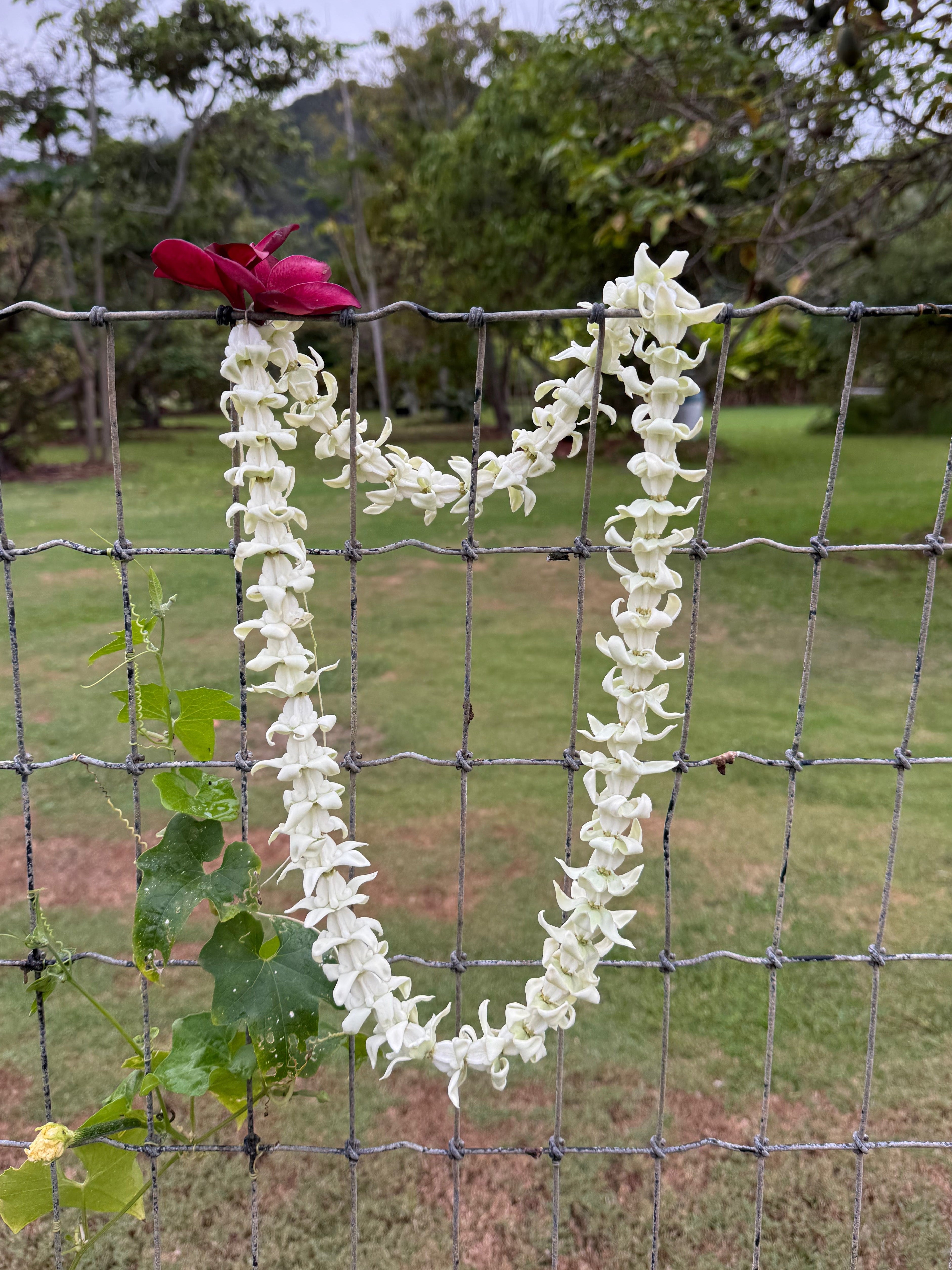 Lei Kalaunu [white crown flower]