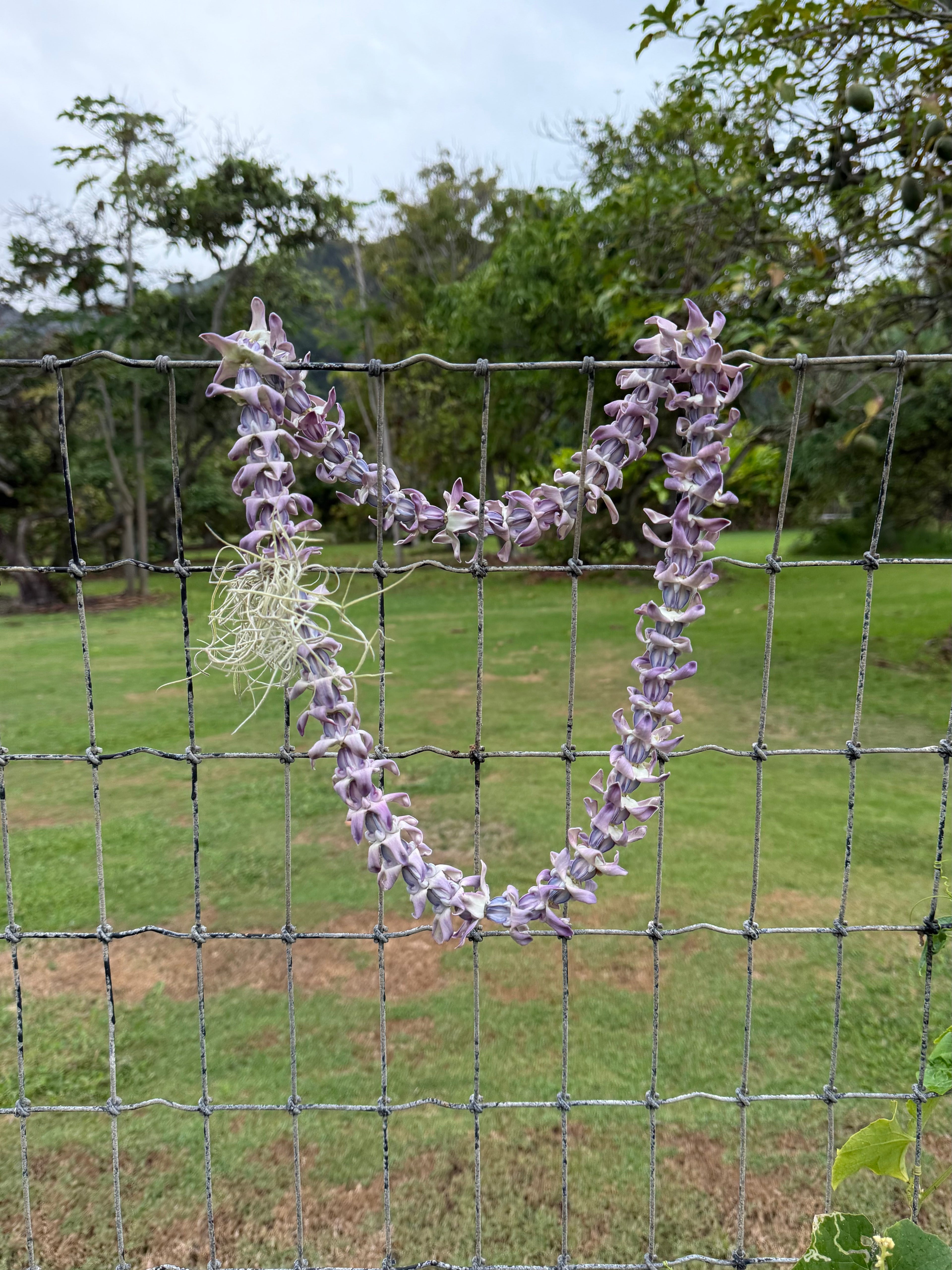 Lei Kalaunu [purple+white crown flower]