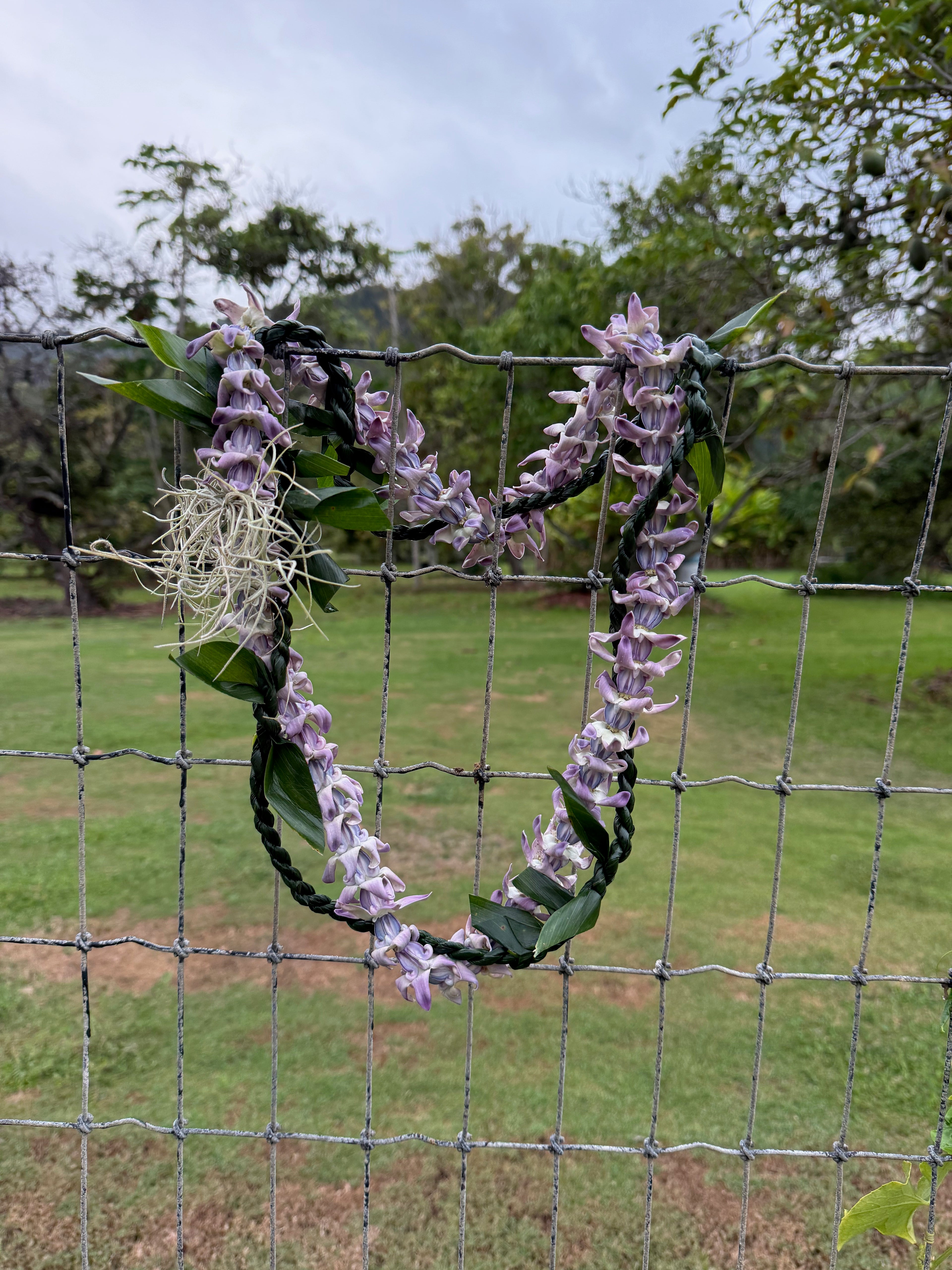 Lei Kalaunu [purple crown flower]