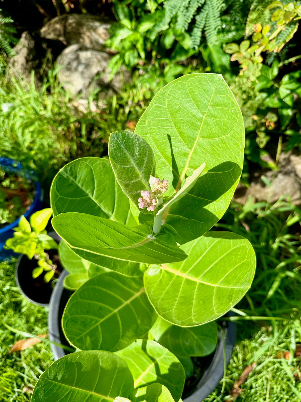Purple kalaunu [crown flower]