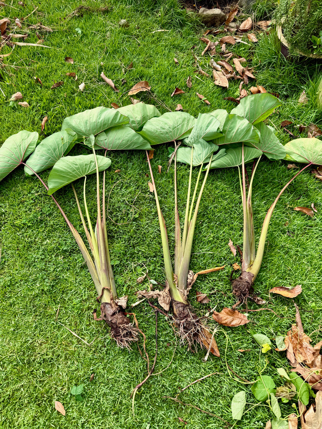 Kalo - Kāī Uliuli