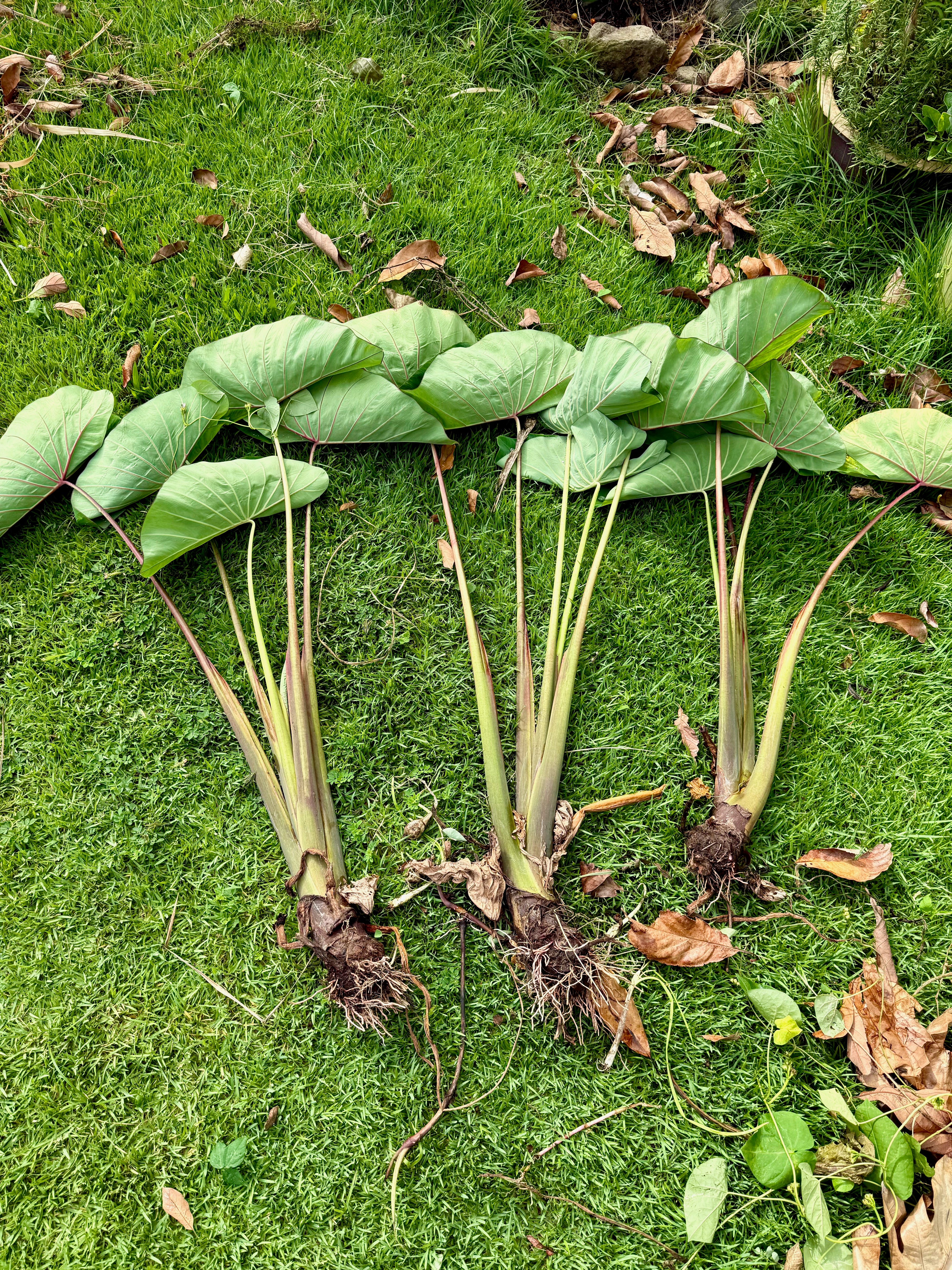 Kalo - Kāī Uliuli