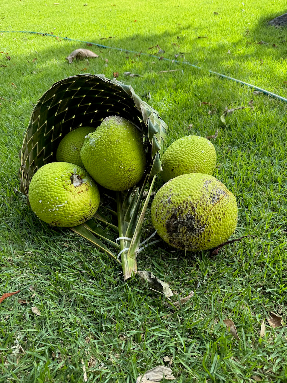Niu [coconut] baskets