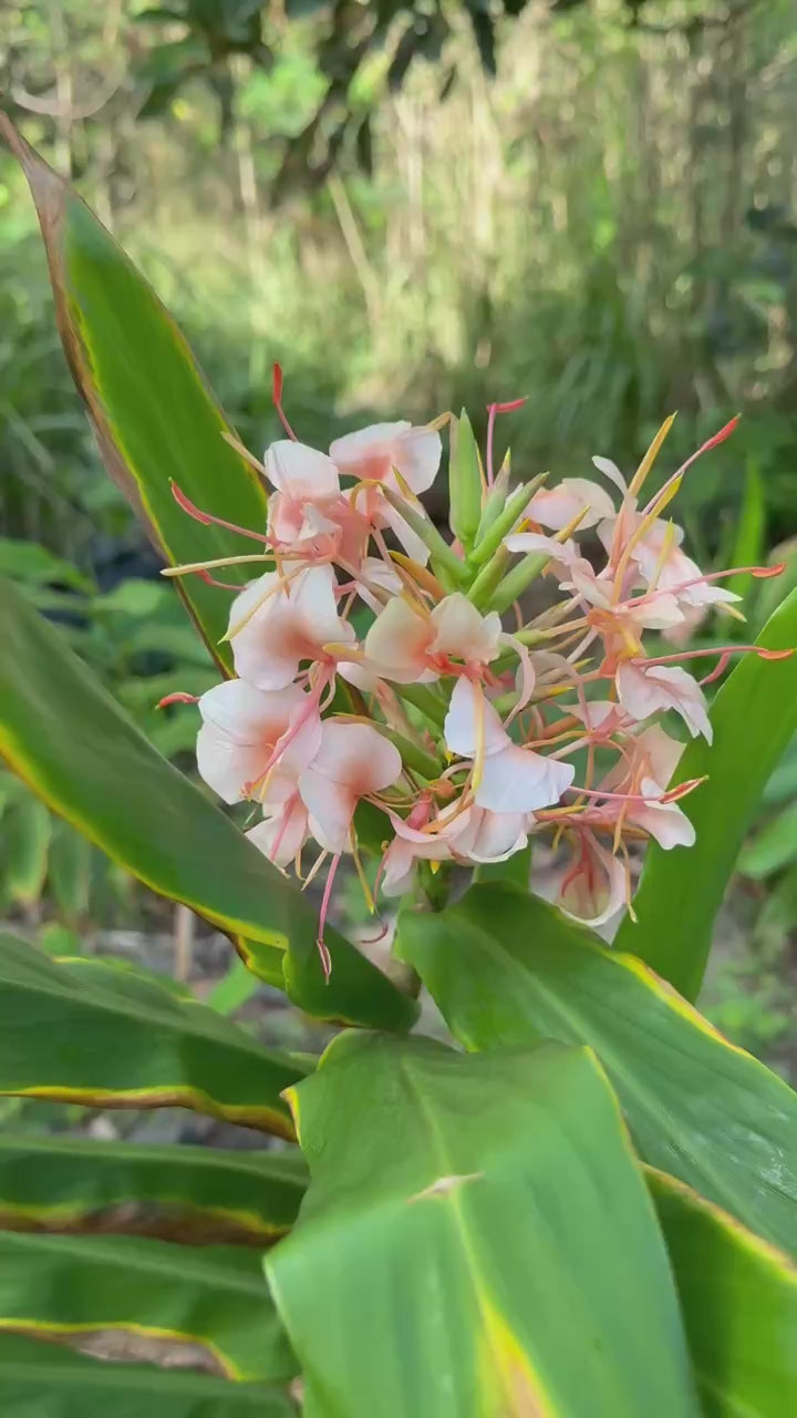 Pink Hedychium ginger lilies