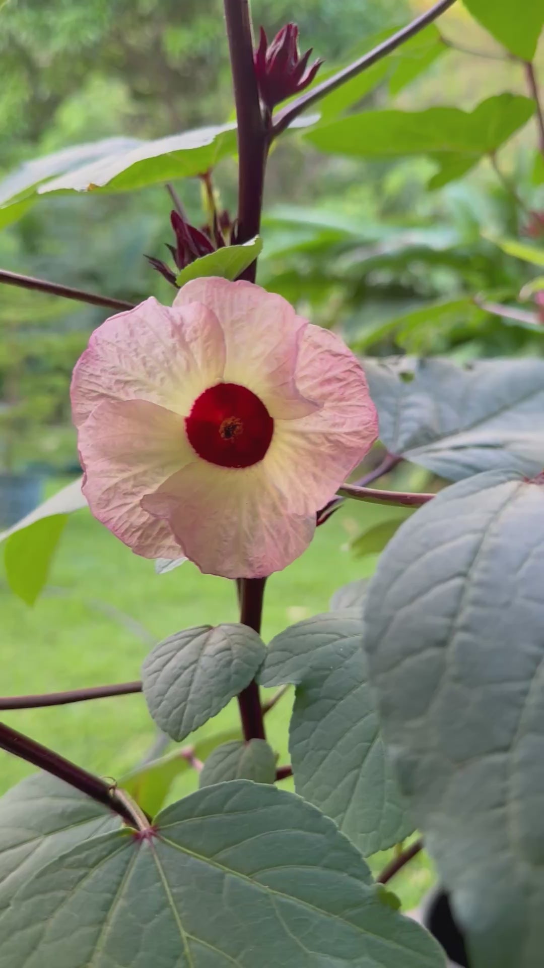 Jamaican Hibiscus